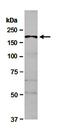 Cullin 7 antibody, orb67161, Biorbyt, Western Blot image 