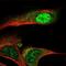 Putative zinc finger protein 286B antibody, NBP2-38115, Novus Biologicals, Immunofluorescence image 