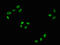 Raf-1 Proto-Oncogene, Serine/Threonine Kinase antibody, CSB-RA019284A43phHU, Cusabio, Immunofluorescence image 
