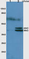 Haptoglobin antibody, GTX51524, GeneTex, Western Blot image 