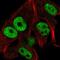 Coiled-Coil Domain Containing 171 antibody, NBP1-90784, Novus Biologicals, Immunofluorescence image 