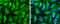 Deoxyribonuclease 1 antibody, GTX109306, GeneTex, Immunofluorescence image 