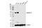 Keratin 17 antibody, 12509S, Cell Signaling Technology, Western Blot image 
