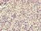 Serglycin antibody, LS-C376682, Lifespan Biosciences, Immunohistochemistry paraffin image 