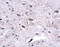 Leucine Rich Repeat And Fibronectin Type III Domain Containing 3 antibody, 5069, ProSci, Immunohistochemistry frozen image 