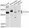 Major Histocompatibility Complex, Class II, DO Beta antibody, abx125944, Abbexa, Western Blot image 