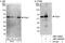 Pygopus homolog 1 antibody, NBP1-42666, Novus Biologicals, Western Blot image 