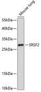 Serine/arginine-rich splicing factor 2 antibody, 19-113, ProSci, Western Blot image 