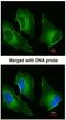 Annexin A2 antibody, NBP1-31310, Novus Biologicals, Immunocytochemistry image 