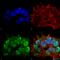 SH3 And Multiple Ankyrin Repeat Domains 3 antibody, SMC-460D-A680, StressMarq, Immunofluorescence image 