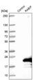 RAB Interacting Factor antibody, PA5-55677, Invitrogen Antibodies, Western Blot image 