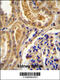 Tolloid Like 2 antibody, 55-779, ProSci, Immunohistochemistry frozen image 