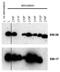 CD247 Molecule antibody, NBP2-62193, Novus Biologicals, Western Blot image 