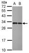 Inositol monophosphatase 1 antibody, NBP2-16963, Novus Biologicals, Western Blot image 