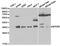 MYD88 Innate Immune Signal Transduction Adaptor antibody, TA326877, Origene, Western Blot image 