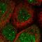 Selenocysteine-specific elongation factor antibody, HPA035795, Atlas Antibodies, Immunocytochemistry image 