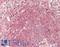 Fibroblast Growth Factor 17 antibody, LS-B14037, Lifespan Biosciences, Immunohistochemistry paraffin image 