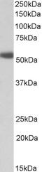 Adrenoceptor Alpha 1A antibody, LS-C186437, Lifespan Biosciences, Western Blot image 