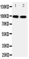 Glutamate Ionotropic Receptor AMPA Type Subunit 2 antibody, PA5-79325, Invitrogen Antibodies, Western Blot image 