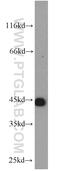Kelch Like Family Member 14 antibody, 14849-1-AP, Proteintech Group, Western Blot image 