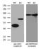 Argininosuccinate Synthase 1 antibody, LS-C791921, Lifespan Biosciences, Western Blot image 