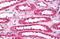 Aquaporin 1 (Colton Blood Group) antibody, MBS244487, MyBioSource, Immunohistochemistry paraffin image 