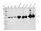 Argininosuccinate Synthase 1 antibody, M02212-1, Boster Biological Technology, Western Blot image 