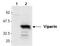 Vig1 antibody, LS-C343717, Lifespan Biosciences, Western Blot image 