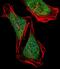 ECSIT Signalling Integrator antibody, A07966-1, Boster Biological Technology, Immunofluorescence image 