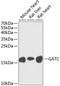 Glutamyl-TRNA Amidotransferase Subunit C antibody, GTX65543, GeneTex, Western Blot image 