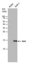 AIF1 antibody, MA5-27726, Invitrogen Antibodies, Western Blot image 