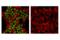 Apurinic/Apyrimidinic Endodeoxyribonuclease 1 antibody, 10519S, Cell Signaling Technology, Immunofluorescence image 