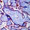 Thrombomodulin antibody, MA5-11454, Invitrogen Antibodies, Immunohistochemistry frozen image 