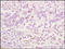 Apolipoprotein E antibody, 250544, Abbiotec, Immunohistochemistry paraffin image 