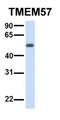 Macoilin 1 antibody, orb325342, Biorbyt, Western Blot image 