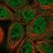 Tetraspanin 15 antibody, NBP1-92540, Novus Biologicals, Immunocytochemistry image 
