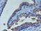 LIM Homeobox 1 antibody, MA5-25920, Invitrogen Antibodies, Immunohistochemistry frozen image 