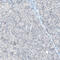Integrin Subunit Alpha 8 antibody, AMAb91468, Atlas Antibodies, Immunohistochemistry paraffin image 