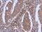 DYN2 antibody, PA5-29017, Invitrogen Antibodies, Immunohistochemistry paraffin image 