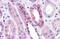 Calcium Sensing Receptor antibody, MBS246716, MyBioSource, Immunohistochemistry frozen image 