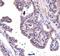 Aryl Hydrocarbon Receptor antibody, NB100-2289, Novus Biologicals, Immunohistochemistry paraffin image 