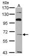 T-Box 4 antibody, NBP1-32879, Novus Biologicals, Western Blot image 