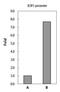 Paired Box 8 antibody, GTX101583, GeneTex, Chromatin Immunoprecipitation image 