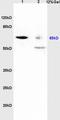 Elongation Factor For RNA Polymerase II antibody, orb1534, Biorbyt, Western Blot image 