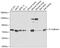 Cadherin 1 antibody, 14-024, ProSci, Western Blot image 