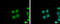 Family With Sequence Similarity 192 Member A antibody, GTX122479, GeneTex, Immunofluorescence image 