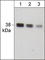 NFKB Inhibitor Alpha antibody, IP1031, ECM Biosciences, Immunocytochemistry image 