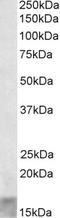 Short Coiled-Coil Protein antibody, STJ72482, St John