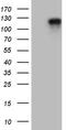 Rho GTPase Activating Protein 12 antibody, M10998, Boster Biological Technology, Western Blot image 