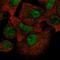 Caspase recruitment domain-containing protein 8 antibody, HPA043513, Atlas Antibodies, Immunofluorescence image 